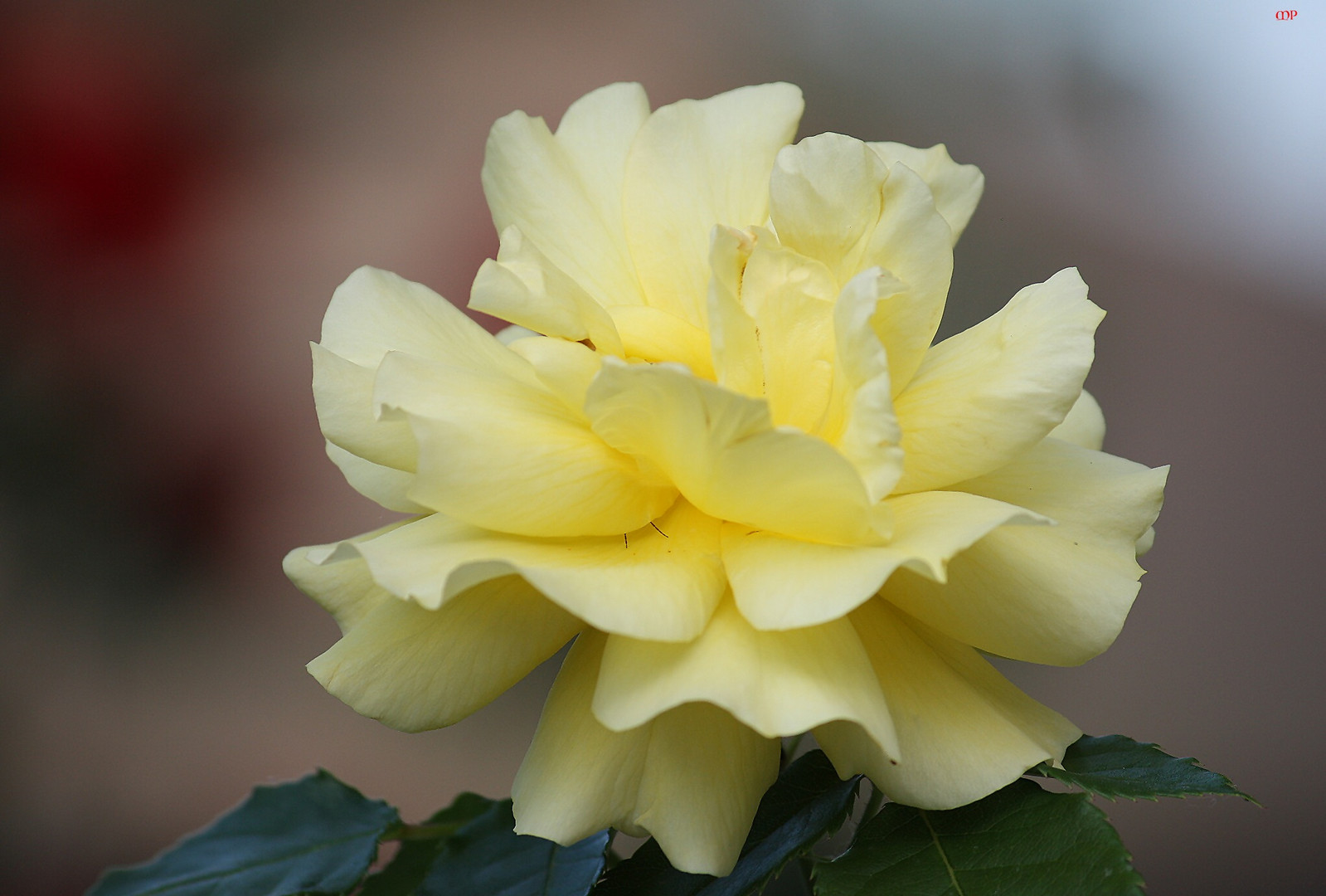 letzter Rosengruß für 2019