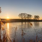 Letzter Schilf in Winterabendsonne