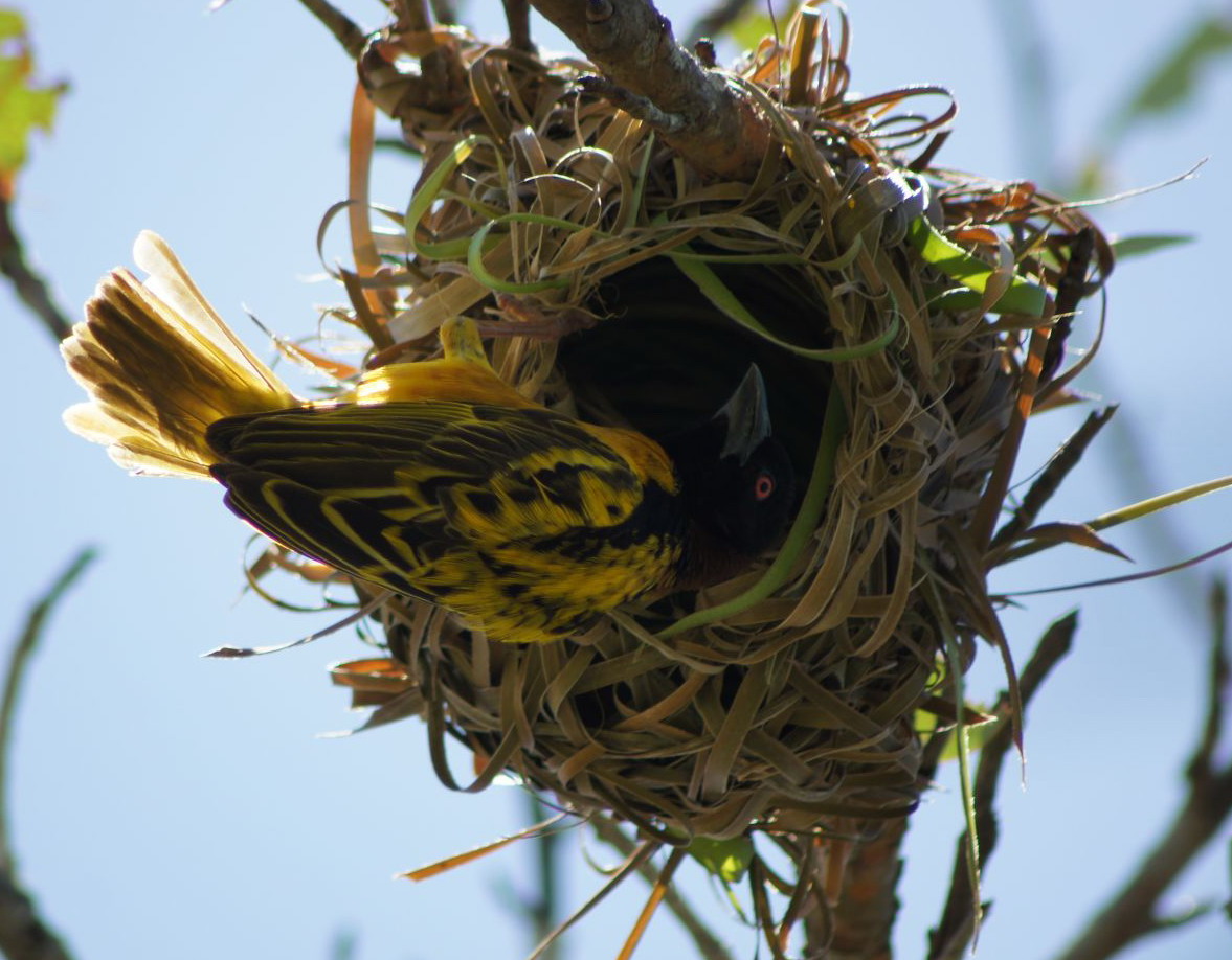 letzter Schliff für das neue Webervogel-Nest