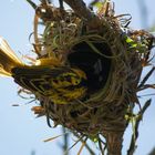 letzter Schliff für das neue Webervogel-Nest