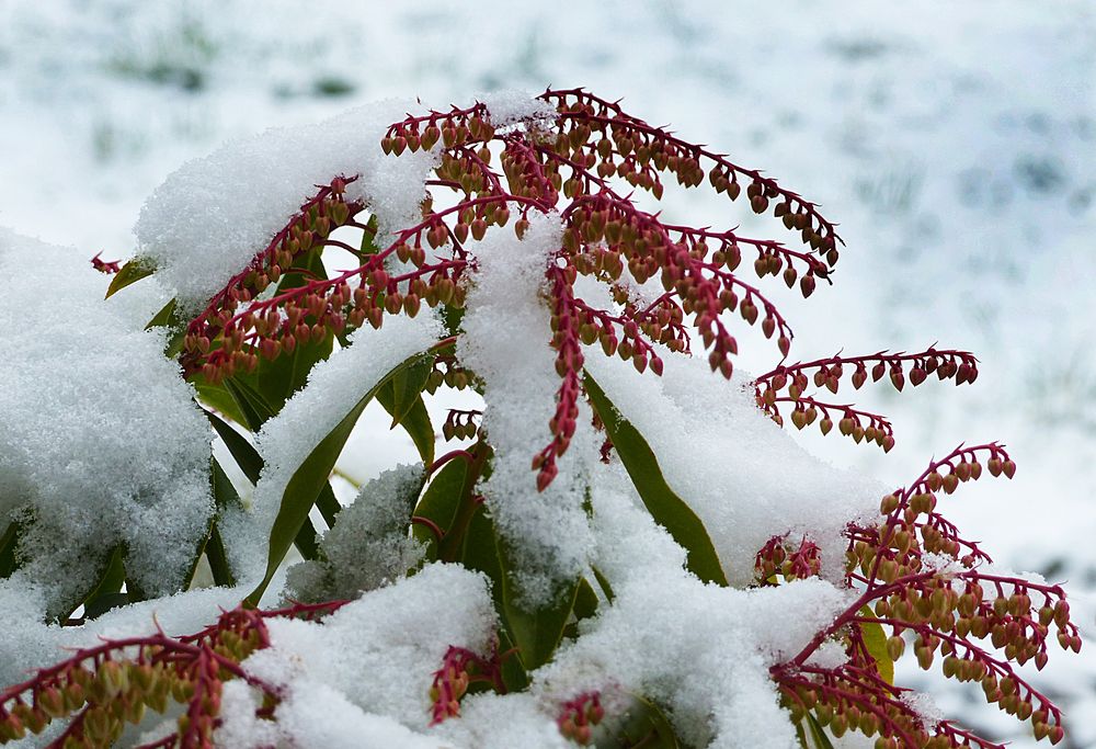 Letzter Schnee