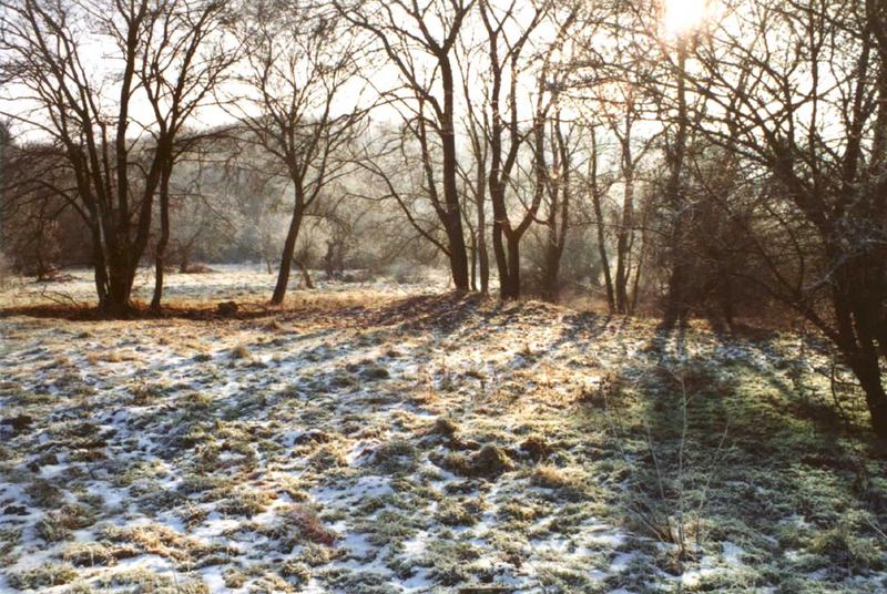 Letzter Schnee auf einer Lichtung