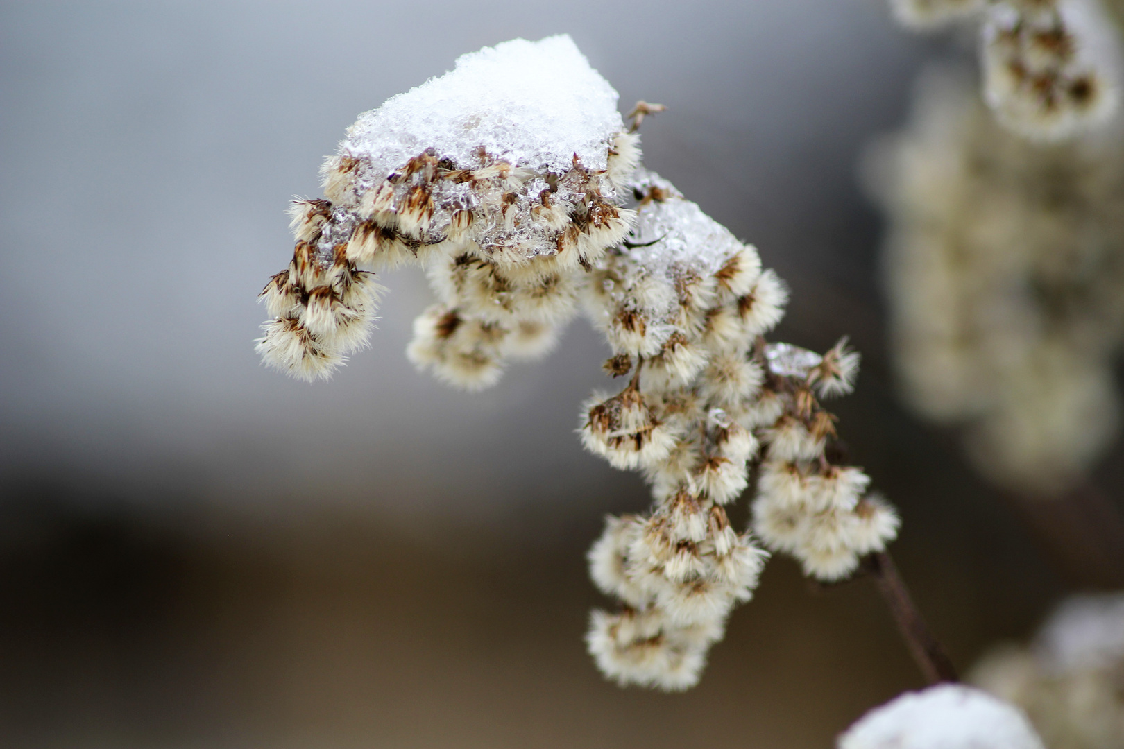 letzter Schnee 