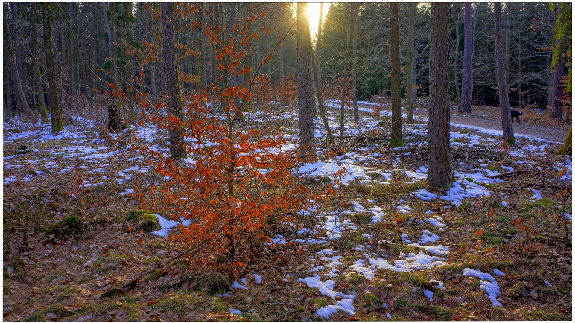 letzter Schnee im Wald (última nieve en el bosque)