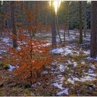 letzter Schnee im Wald (última nieve en el bosque)