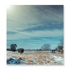 Letzter Schnee - Westruper Heide - Haltern am See