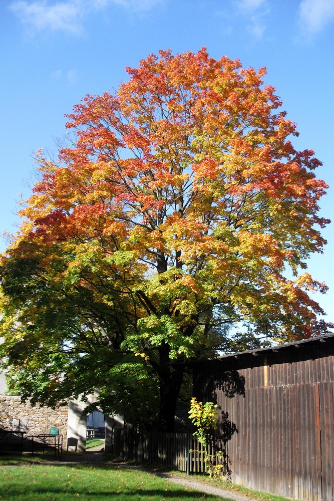 letzter schöner Herbsttag