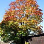 letzter schöner Herbsttag