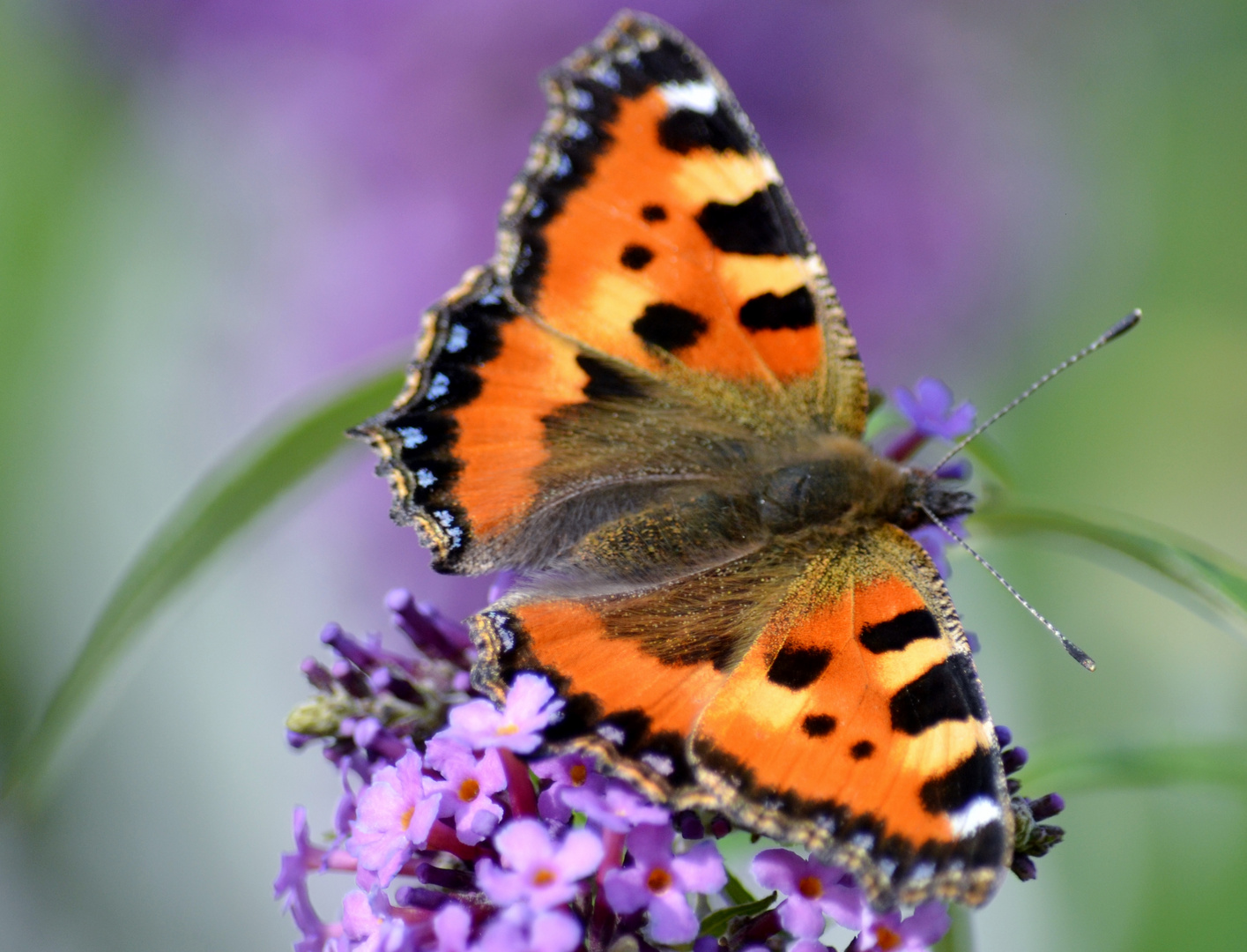 ...letzter Sommer!