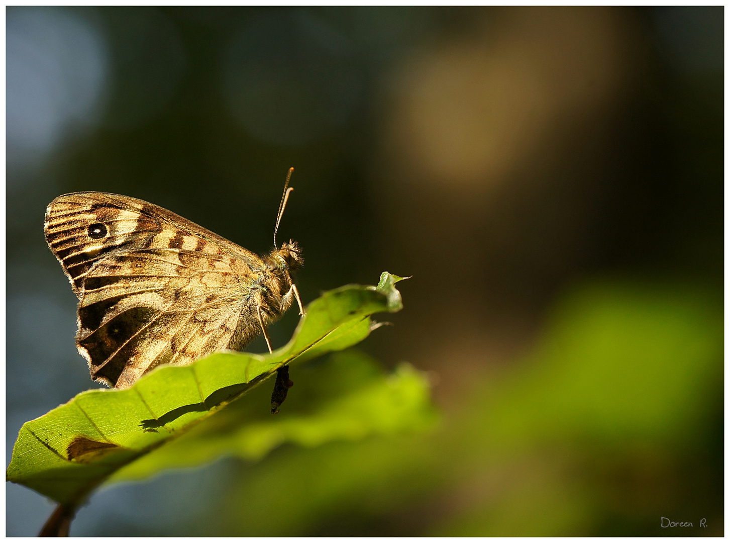 letzter Sommerbote