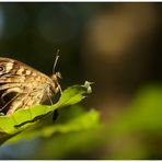 letzter Sommerbote