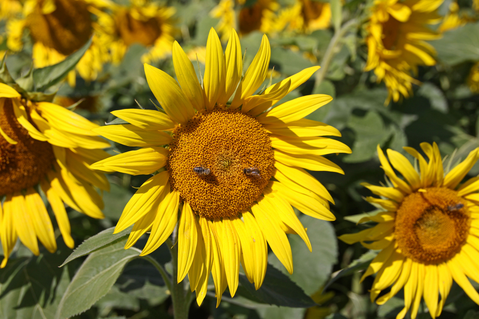 Letzter Sommergruß