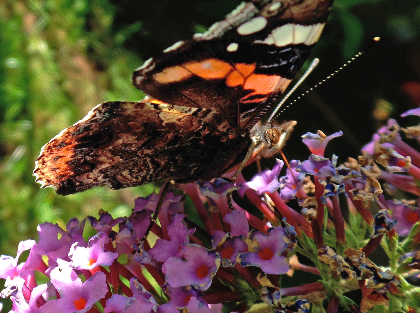 letzter sommergruss