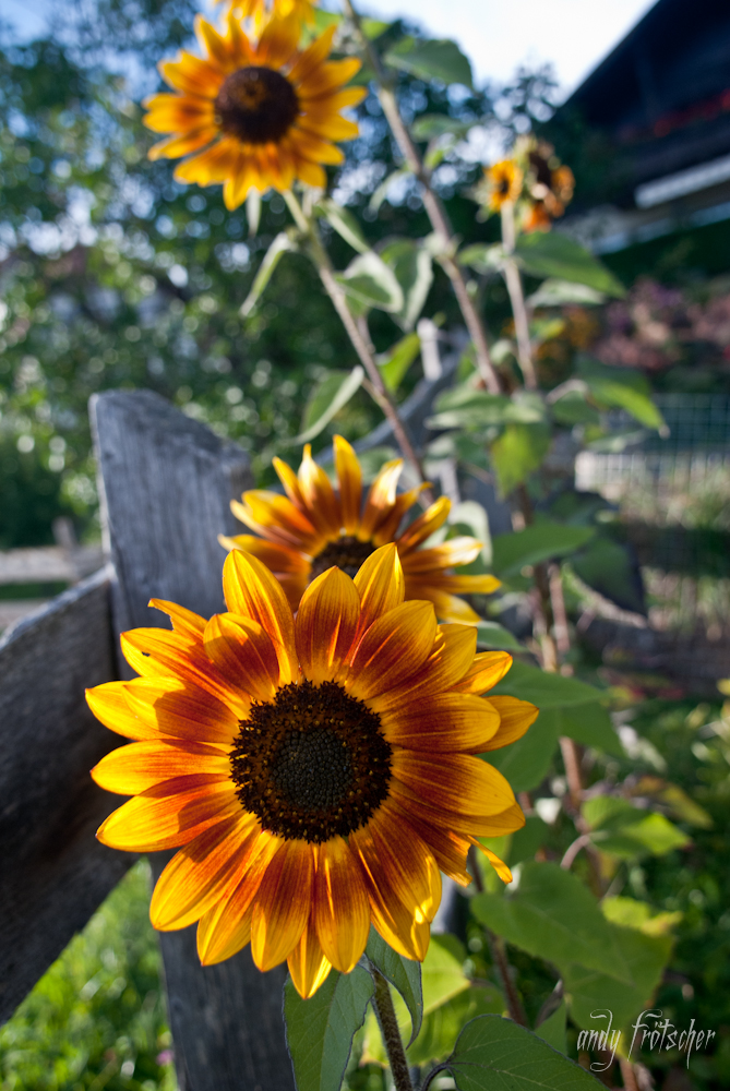 letzter sommerhauch