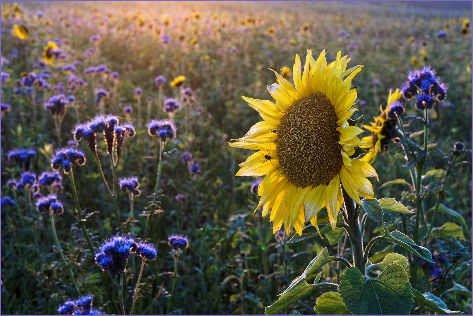 Letzter Sonnenstrahl