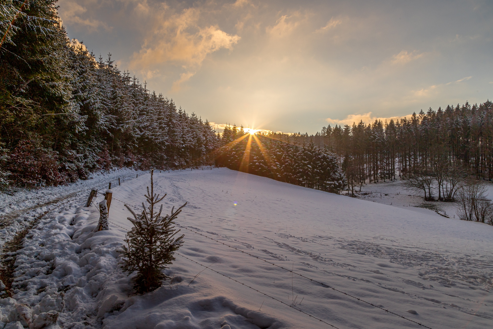 letzter Sonnenstrahl im Wald