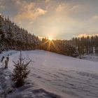 letzter Sonnenstrahl im Wald