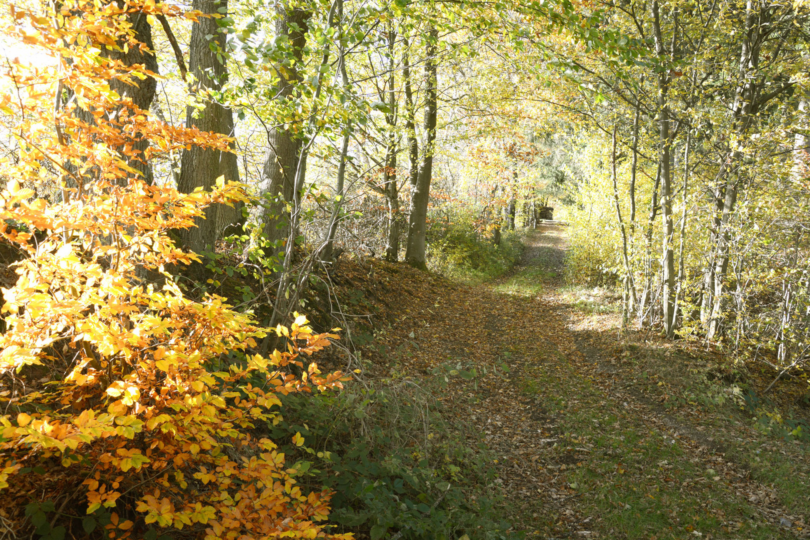 Letzter Sonnentag; Kleiner Waldweg im Herbst 