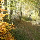 Letzter Sonnentag; Kleiner Waldweg im Herbst 