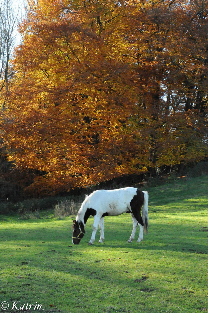 Letzter sonniger Weidetag