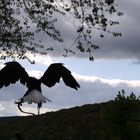 "Letzter Start vor der Dämmerung"