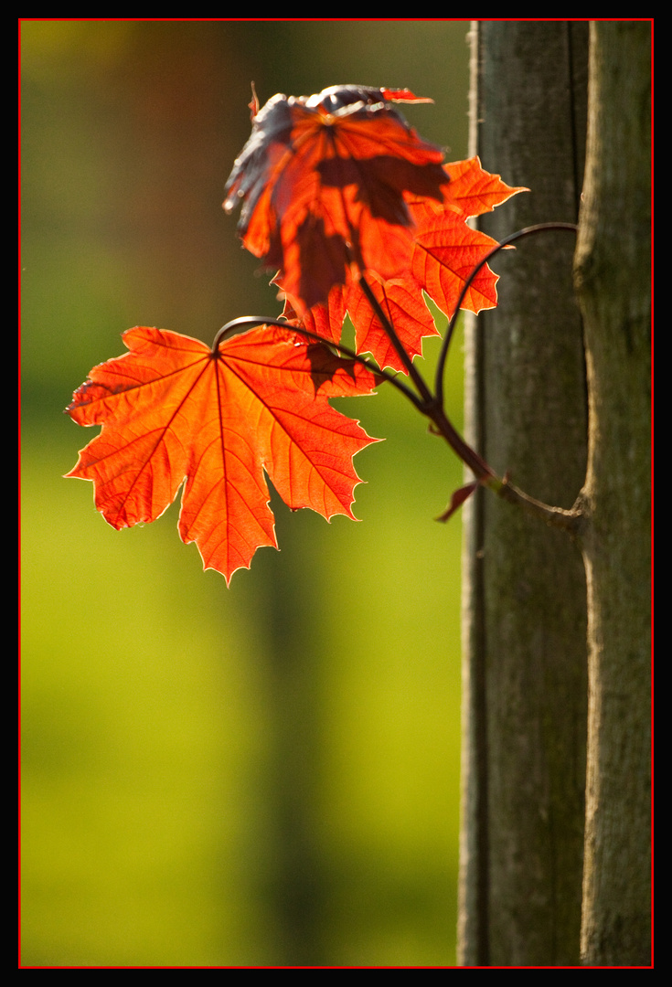 Letzter Widerstand gegen den Frühling