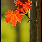 Letzter Widerstand gegen den Frühling