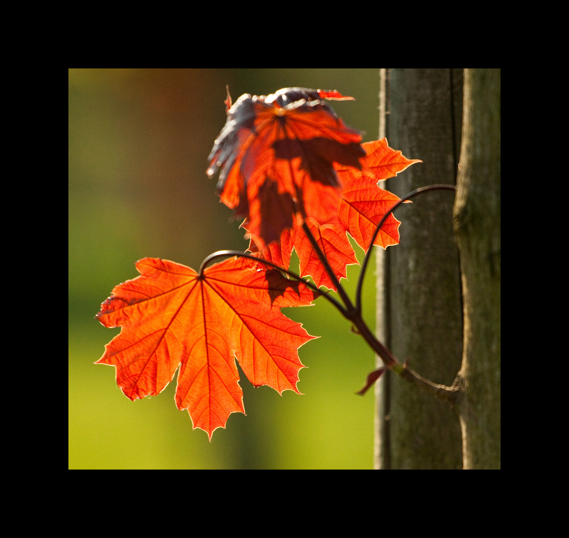 Letzter Widerstand gegen den Frühling - Quadratisch