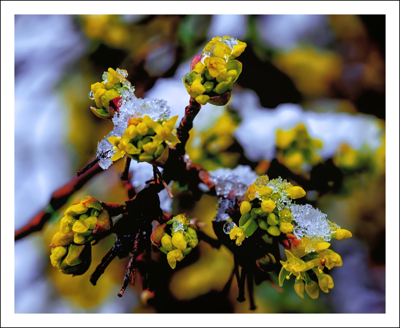 letzter Wintergruß 01