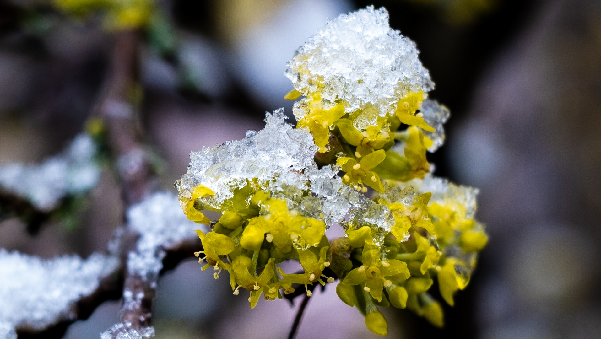 letzter Wintergruß 02