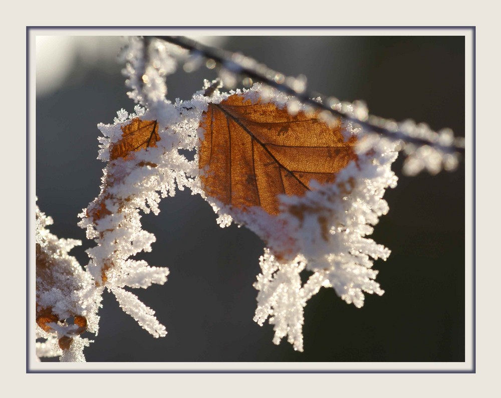 Letzter Wintergruss (2)