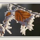 Letzter Wintergruss (2)