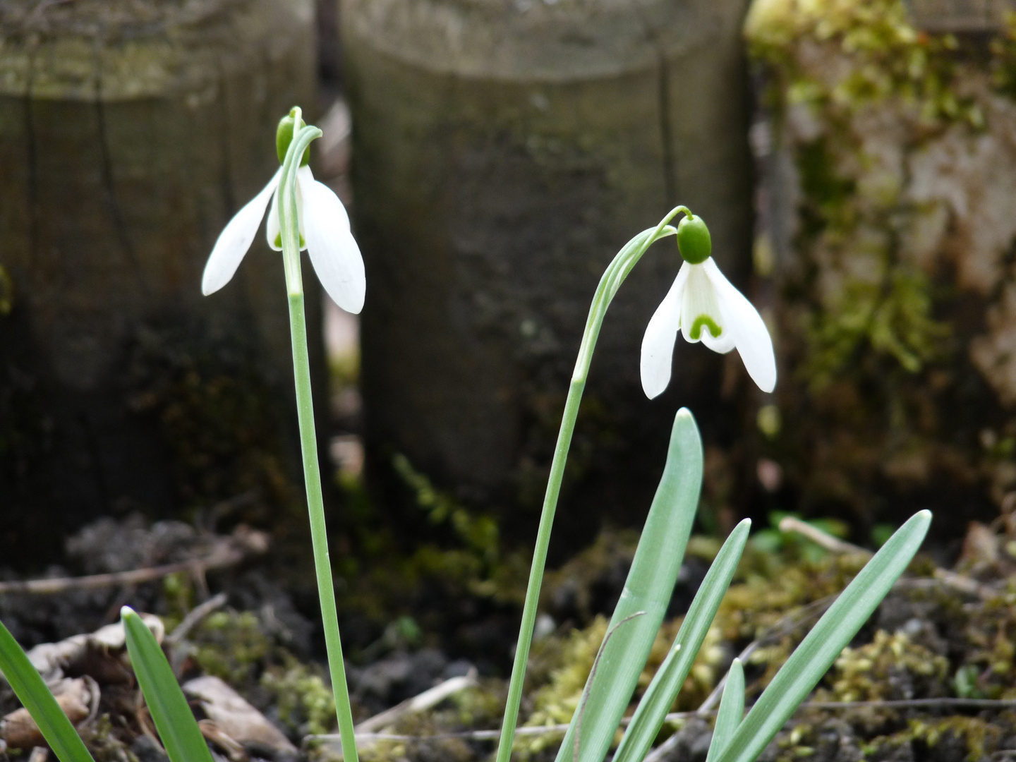 letzter Wintergruß