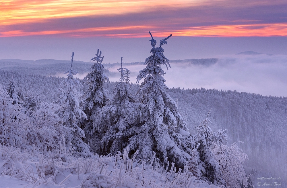 letzter Wintergruß