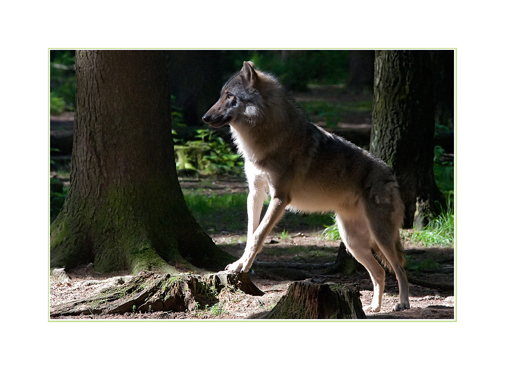 Letzter Wolf