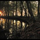 Letztes Abendlicht am Waldsaum