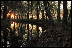 Letztes Abendlicht am Waldsaum