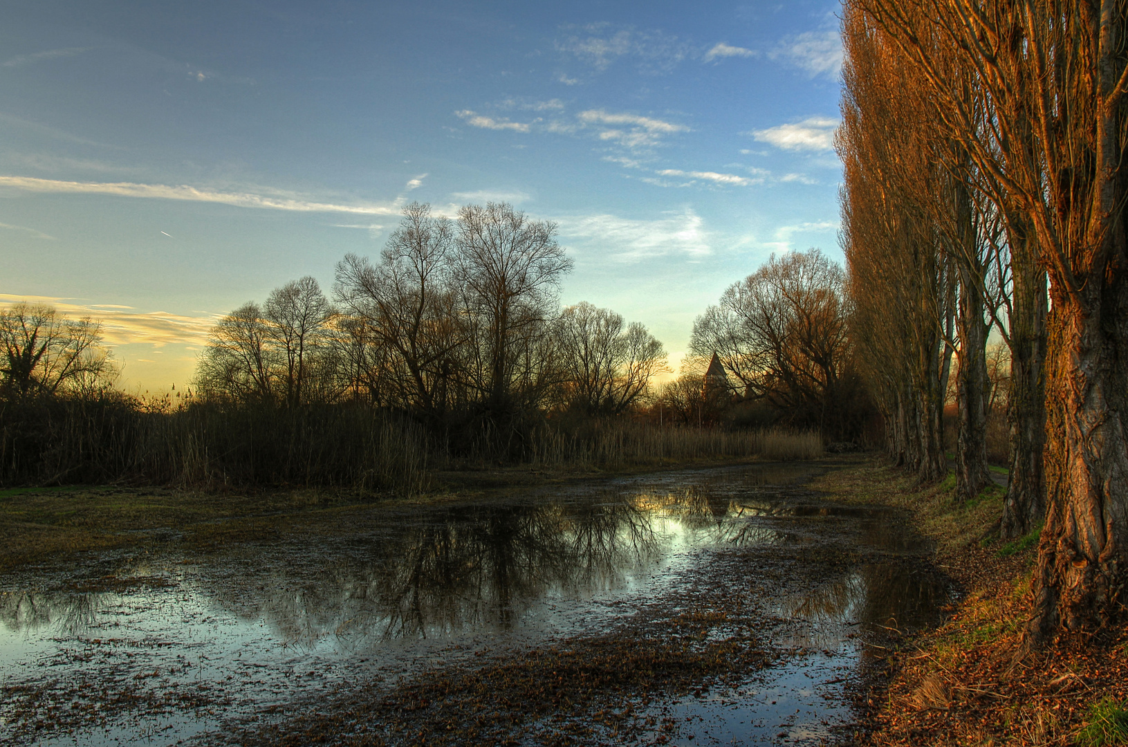 Letztes Abendlicht streift entlang der Pappelreihe