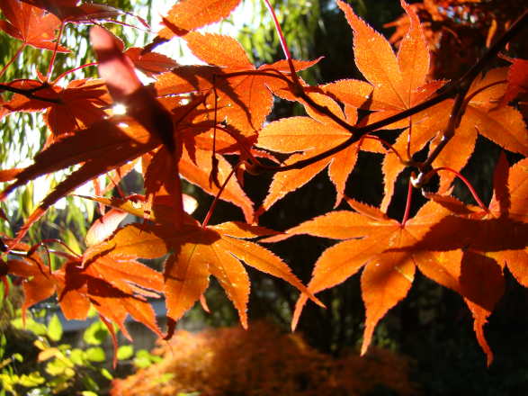 Letztes Aufbäumen der herbstlichen Farbenpracht