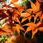 Letztes Aufbäumen der herbstlichen Farbenpracht