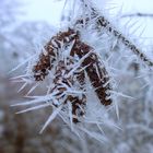 letztes Aufbäumen des Winters