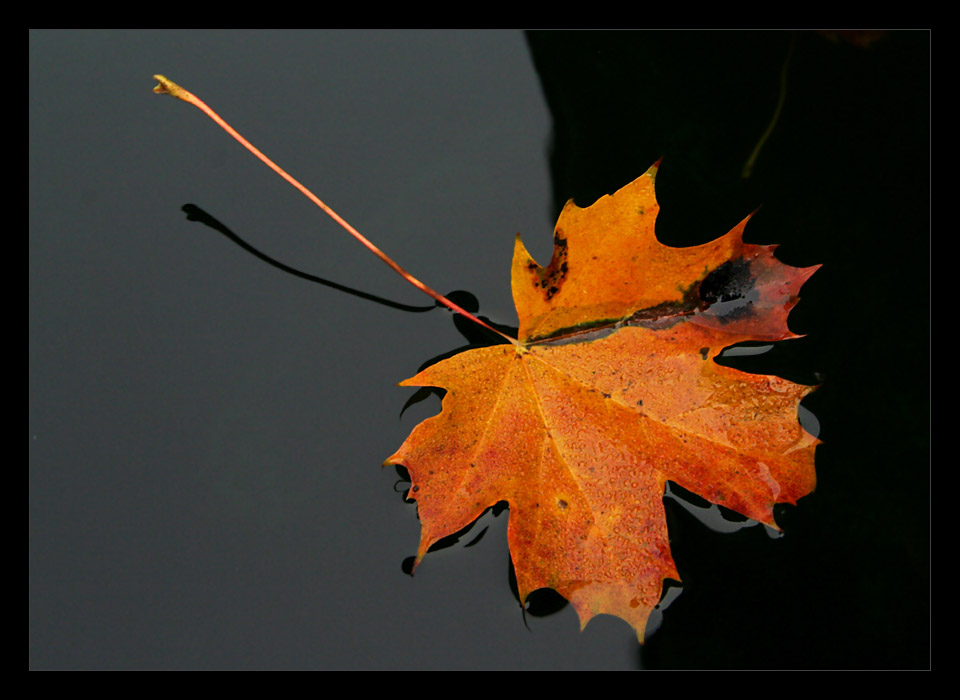 Letztes Aufflackern des Herbsts