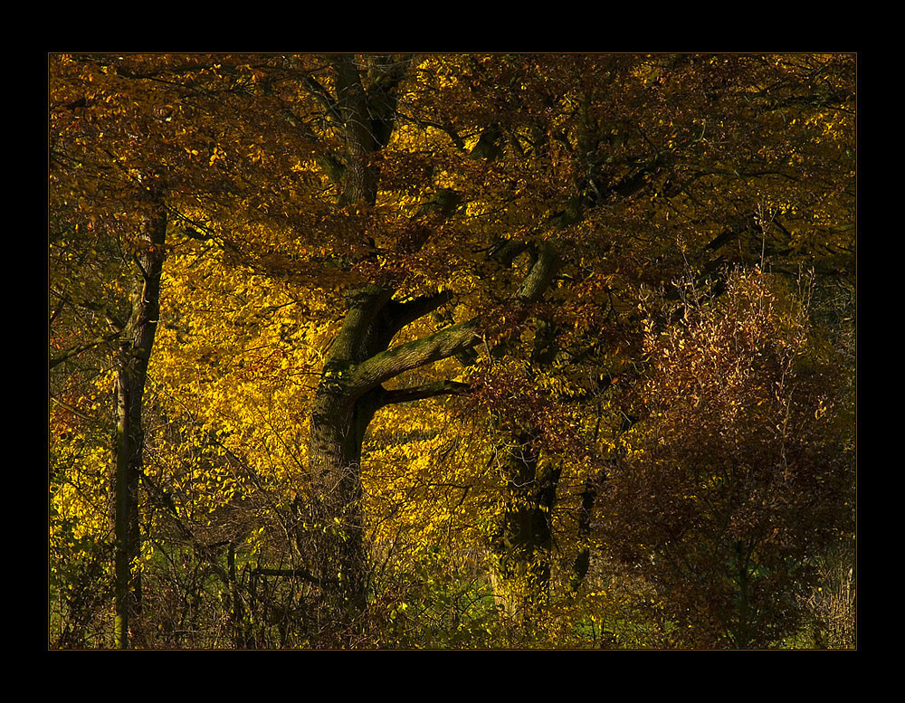 ...letztes Aufflammen... - oder: Herbst-Komposition (s. KOMPOSITIONS- ANALYSE)