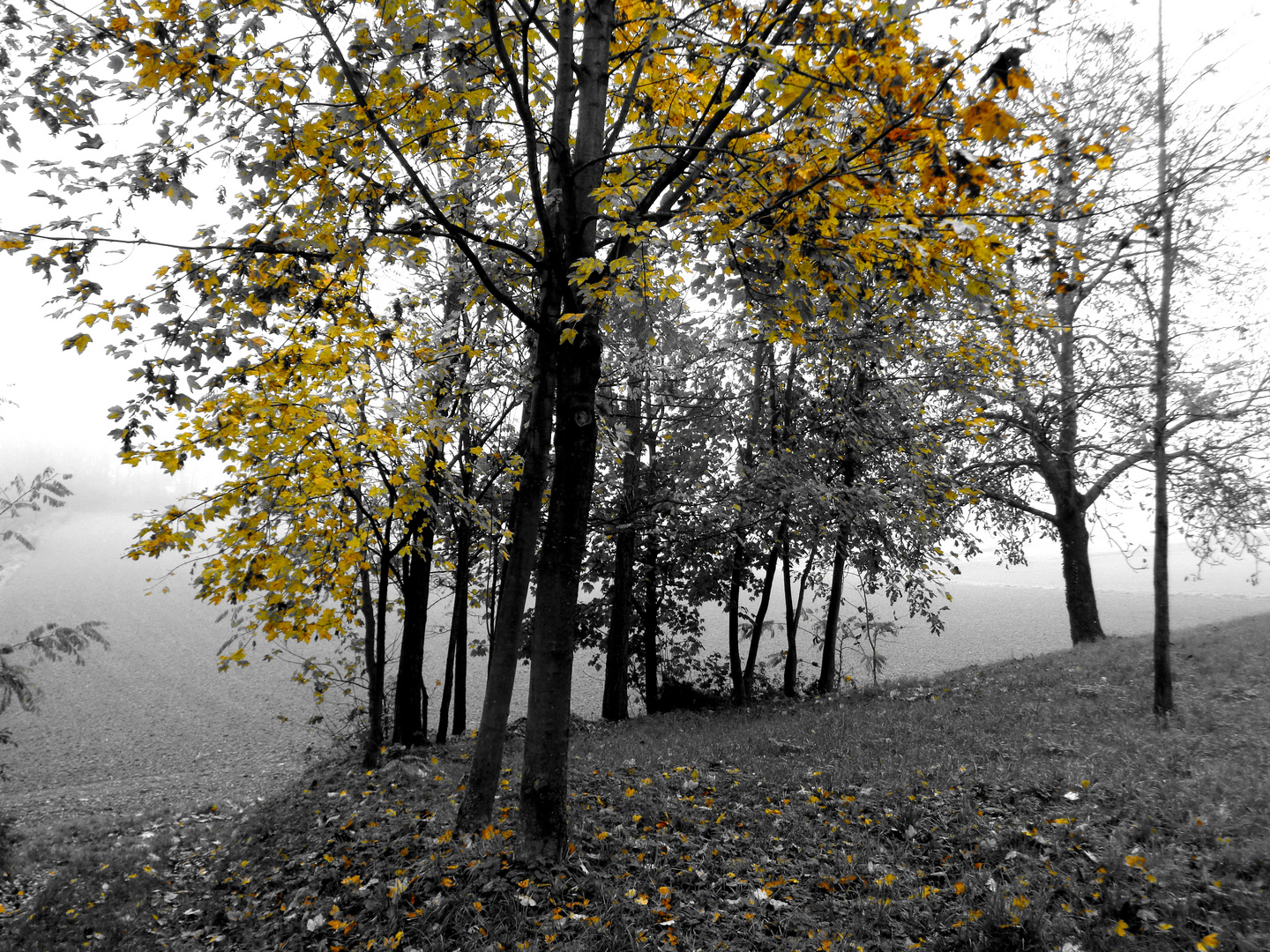 Letztes Aufleuchten vor dem Abtauchen in den Winter