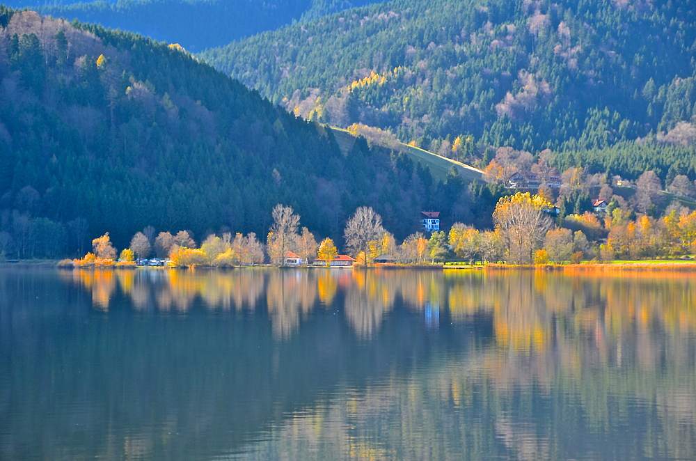 Letztes Baumglühen am Schiersee