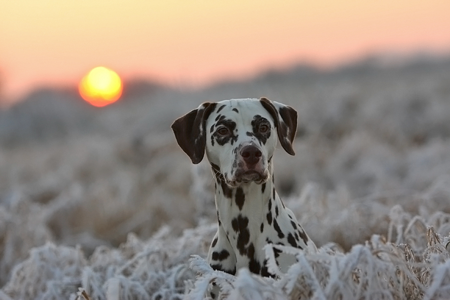 Letztes bischen Sonne