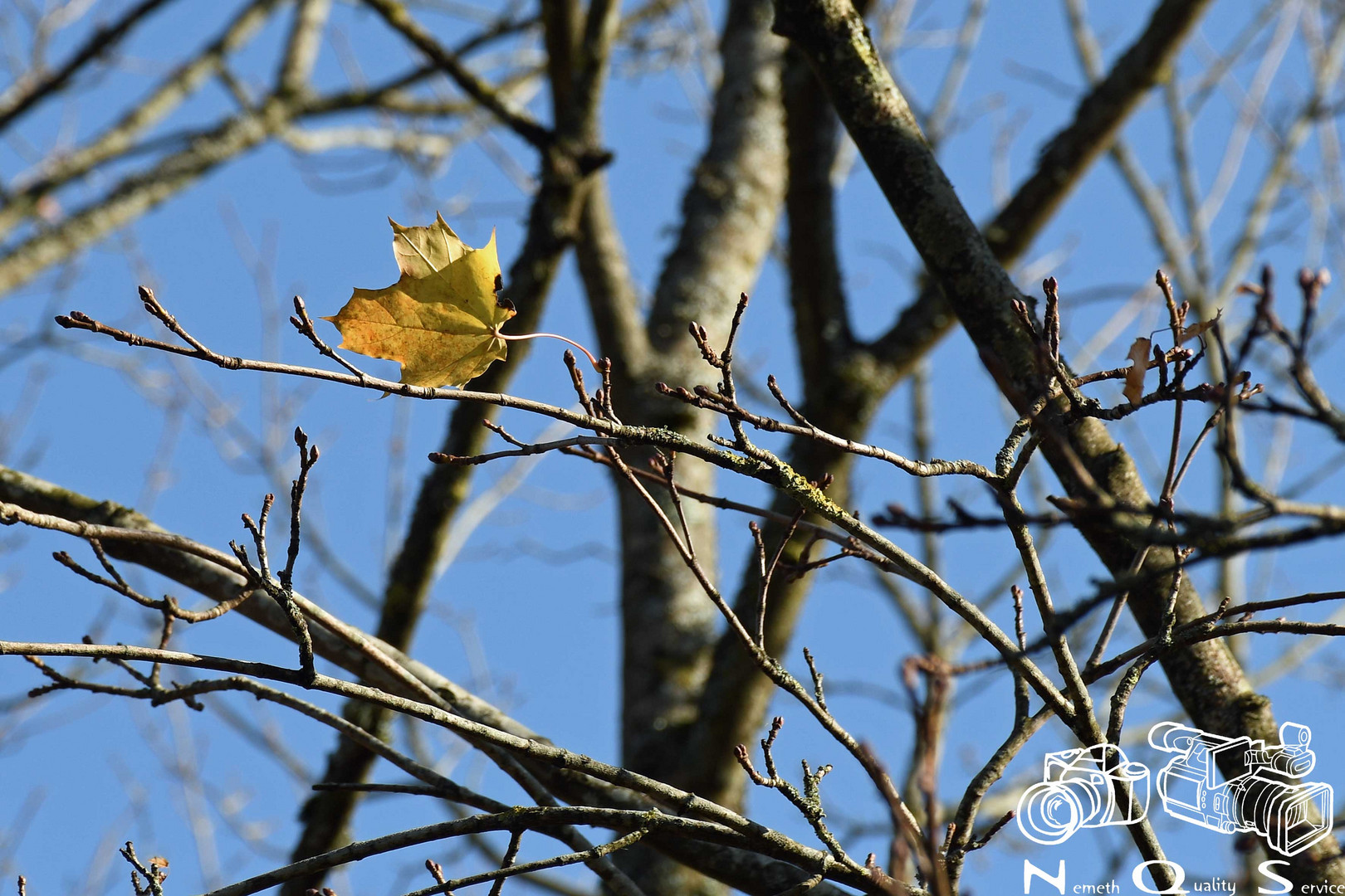 Letztes Blatt