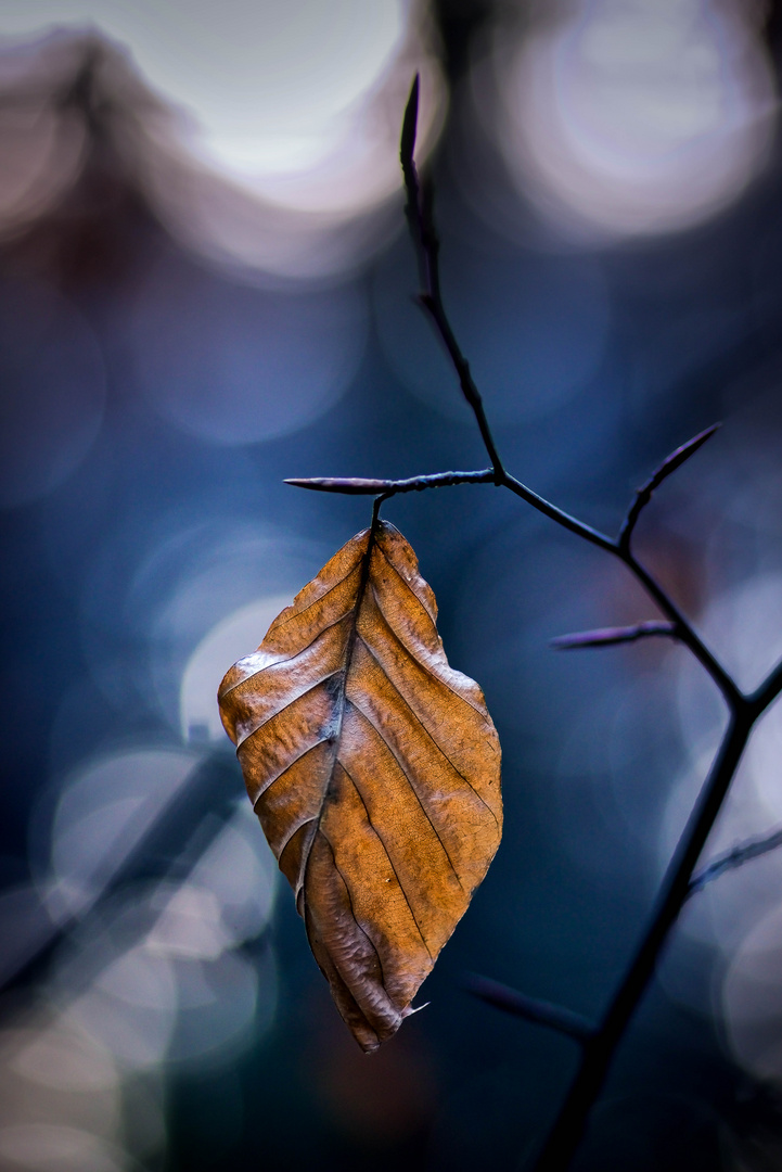 Letztes Blatt