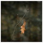 Letztes Blatt