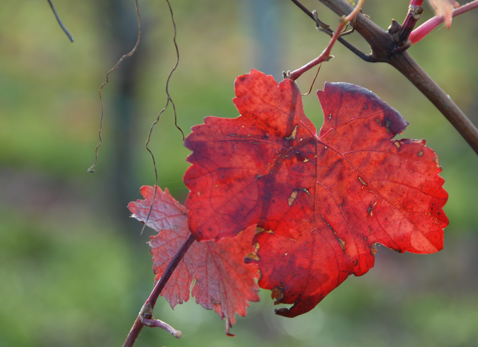 Letztes Blatt